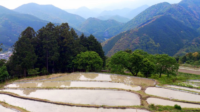 高原の棚田