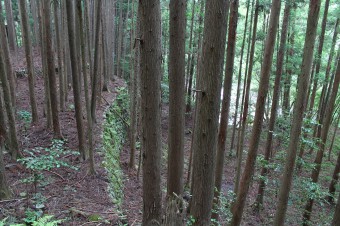 植林に埋もれていく住居あと