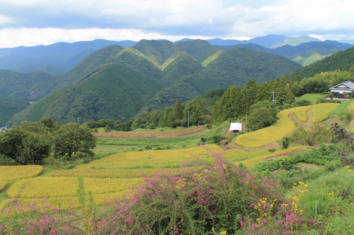 棚田の風景