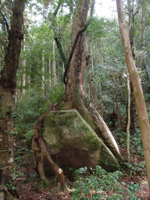 滝尻王子・社殿裏の樹木