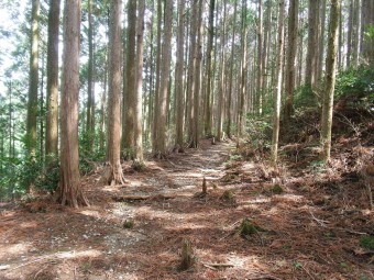 しばらく楽ちんな尾根道が続く