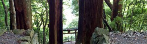 巨木に囲まれた参道